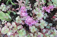 gallery sedum